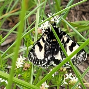 Agaristodes feisthamelii at Dry Plain, NSW - 19 Nov 2022 02:00 PM