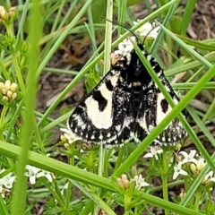 Agaristodes feisthamelii at Dry Plain, NSW - 19 Nov 2022 02:00 PM