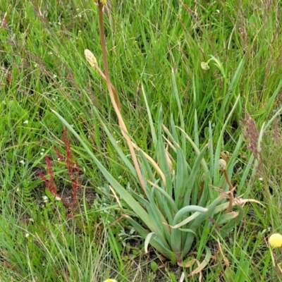 Bulbine glauca (Rock Lily) at Dry Plain, NSW - 19 Nov 2022 by trevorpreston