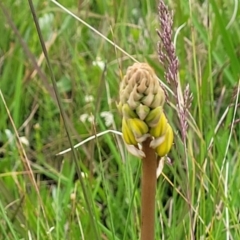 Bulbine glauca at Dry Plain, NSW - 19 Nov 2022 01:58 PM