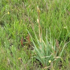 Bulbine glauca at Dry Plain, NSW - 19 Nov 2022 01:58 PM