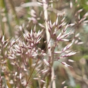 Aira elegantissima at Dry Plain, NSW - 19 Nov 2022