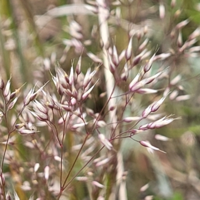 Aira elegantissima (Delicate Hairgrass) at Top Hut TSR - 19 Nov 2022 by trevorpreston
