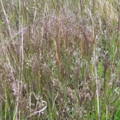 Aira elegantissima at Dry Plain, NSW - 19 Nov 2022 01:51 PM