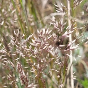 Aira elegantissima at Dry Plain, NSW - 19 Nov 2022