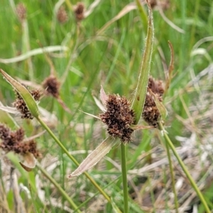 Luzula ovata at Dry Plain, NSW - 19 Nov 2022