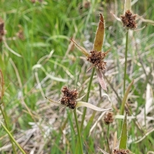 Luzula ovata at Dry Plain, NSW - 19 Nov 2022