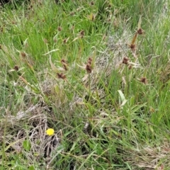 Luzula ovata at Dry Plain, NSW - 19 Nov 2022