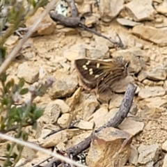 Herimosa albovenata (White-veined Sand-skipper) at Dry Plain, NSW - 19 Nov 2022 by trevorpreston