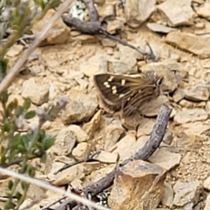 Herimosa albovenata at Dry Plain, NSW - 19 Nov 2022