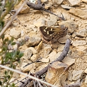 Herimosa albovenata at Dry Plain, NSW - 19 Nov 2022