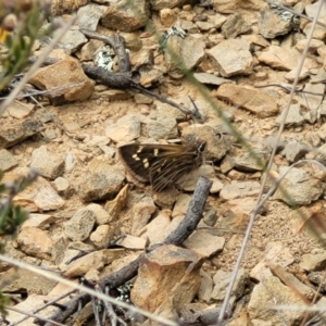 Herimosa albovenata at Dry Plain, NSW - 19 Nov 2022