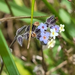 Myosotis discolor at Dry Plain, NSW - 19 Nov 2022