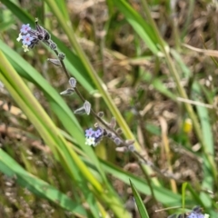 Myosotis discolor at Dry Plain, NSW - 19 Nov 2022