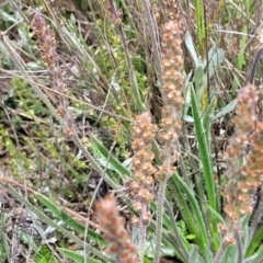 Plantago gaudichaudii (Narrow Plantain) at Top Hut TSR - 19 Nov 2022 by trevorpreston