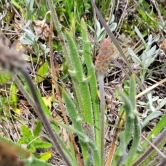 Plantago gaudichaudii at Dry Plain, NSW - 19 Nov 2022