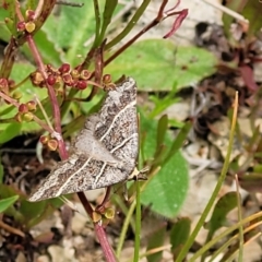 Antasia flavicapitata (Yellow-headed Heath Moth (Oenochrominae)) at Dry Plain, NSW - 19 Nov 2022 by trevorpreston
