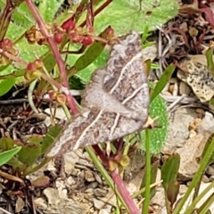 Antasia flavicapitata at Dry Plain, NSW - 19 Nov 2022