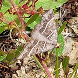 Antasia flavicapitata at Dry Plain, NSW - 19 Nov 2022