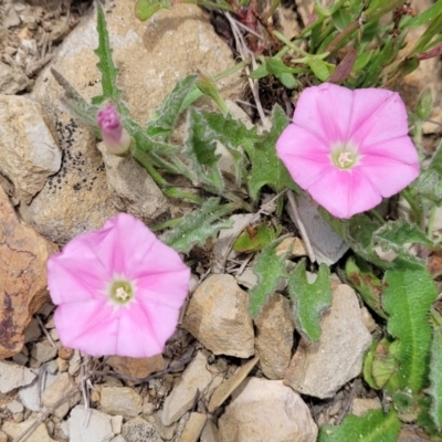 Convolvulus angustissimus subsp. angustissimus (Australian Bindweed) at Dry Plain, NSW - 19 Nov 2022 by trevorpreston