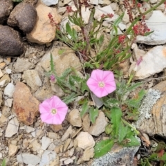 Convolvulus angustissimus subsp. angustissimus at Dry Plain, NSW - 19 Nov 2022