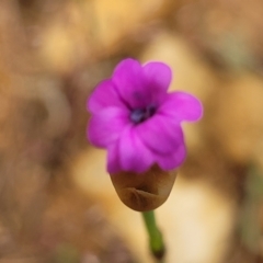 Petrorhagia sp. at Top Hut TSR - 19 Nov 2022 by trevorpreston