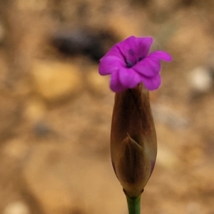 Petrorhagia sp. at Dry Plain, NSW - 19 Nov 2022