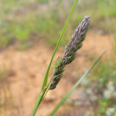 Dactylis glomerata (Cocksfoot) at Top Hut TSR - 19 Nov 2022 by trevorpreston