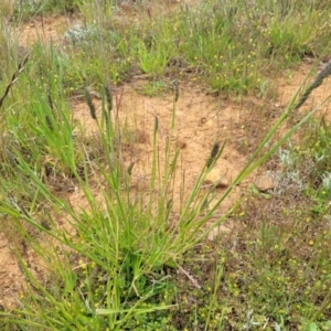 Dactylis glomerata at Dry Plain, NSW - 19 Nov 2022