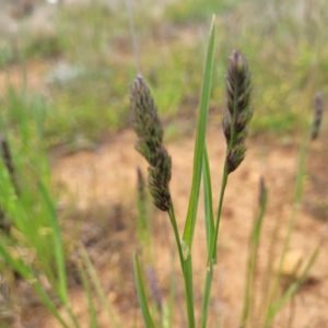 Dactylis glomerata at Dry Plain, NSW - 19 Nov 2022