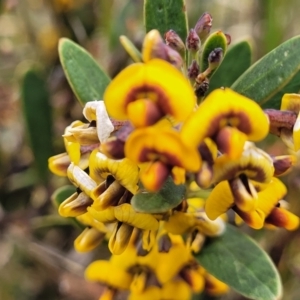 Daviesia mimosoides subsp. mimosoides at Dry Plain, NSW - 19 Nov 2022 12:51 PM