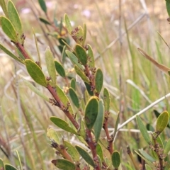 Daviesia mimosoides subsp. mimosoides at Dry Plain, NSW - 19 Nov 2022