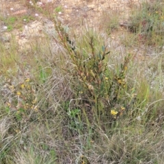 Daviesia mimosoides subsp. mimosoides at Dry Plain, NSW - 19 Nov 2022 12:51 PM