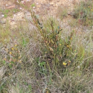 Daviesia mimosoides subsp. mimosoides at Dry Plain, NSW - 19 Nov 2022 12:51 PM