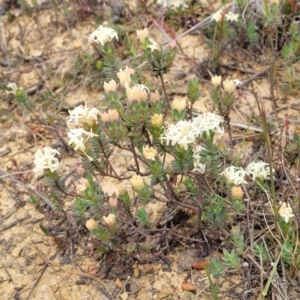 Pimelea glauca at Dry Plain, NSW - 19 Nov 2022 12:50 PM