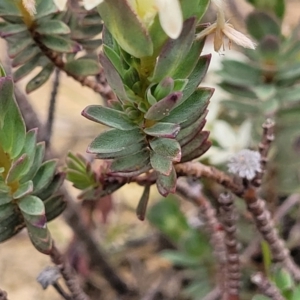 Pimelea glauca at Dry Plain, NSW - 19 Nov 2022 12:50 PM