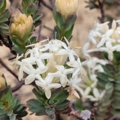 Pimelea glauca at Dry Plain, NSW - 19 Nov 2022 12:50 PM