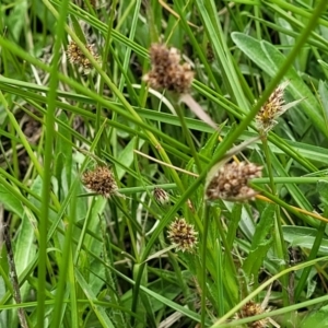 Luzula ovata at Dry Plain, NSW - 19 Nov 2022 12:46 PM