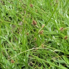 Luzula ovata at Dry Plain, NSW - 19 Nov 2022 12:46 PM