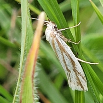 Philobota agnesella (A concealer moth) at Top Hut TSR - 19 Nov 2022 by trevorpreston