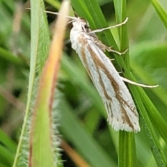 Philobota agnesella at Dry Plain, NSW - 19 Nov 2022