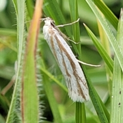 Philobota agnesella at Dry Plain, NSW - 19 Nov 2022