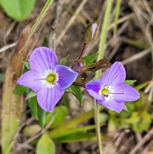 Veronica gracilis at Dry Plain, NSW - 19 Nov 2022