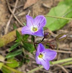 Veronica gracilis at Dry Plain, NSW - 19 Nov 2022