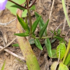 Veronica gracilis at Dry Plain, NSW - 19 Nov 2022