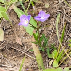 Veronica gracilis at Dry Plain, NSW - 19 Nov 2022