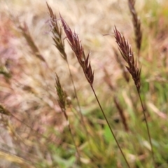 Anthoxanthum odoratum (Sweet Vernal Grass) at Top Hut TSR - 19 Nov 2022 by trevorpreston
