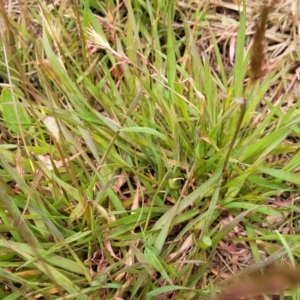 Anthoxanthum odoratum at Dry Plain, NSW - 19 Nov 2022 12:40 PM