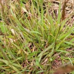 Anthoxanthum odoratum at Dry Plain, NSW - 19 Nov 2022