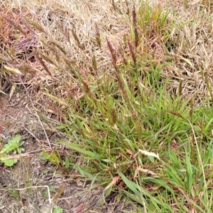 Anthoxanthum odoratum at Dry Plain, NSW - 19 Nov 2022